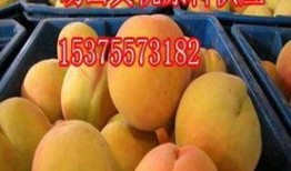 黄桃价格最新爆料,涨跌波动背后的市场动态解析