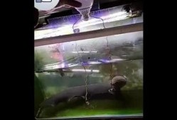 电鳗最新爆料是真的吗,真相揭秘，是真是假？